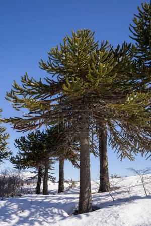 Foto de El bosque en invierno. Vista de los bosques de Araucaria araucana y nieve, bajo un cielo azul. - Imagen libre de derechos