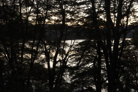 Téléchargez les photos : Les bois au coucher du soleil. Vue sur les arbres nothofagus dombeyi belle texture et motif de feuillage, et le soleil caché derrière les branches. - en image libre de droit