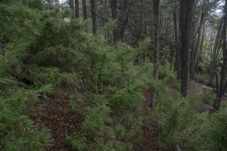 Foto de Vegetación Patagonia. El bosque en las montañas de los Andes. Vista de los verdes bastones de Chusquea culeou, también conocidos como Colihue, y árboles de Nothofagus dombeyi, también conocidos como Cohiue, creciendo en los bosques. - Imagen libre de derechos