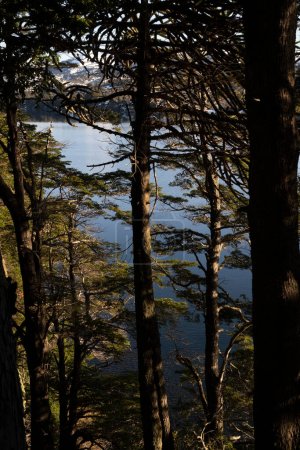 Téléchargez les photos : Vue magique sur la forêt, les montagnes et le lac par une journée ensoleillée. - en image libre de droit