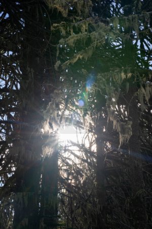 Téléchargez les photos : Focus sélectif sur les Araucaria araucana au coucher du soleil. Lichen poussant à partir des branches des arbres et une belle fusée éclairante générée par le soleil crépusculaire. - en image libre de droit