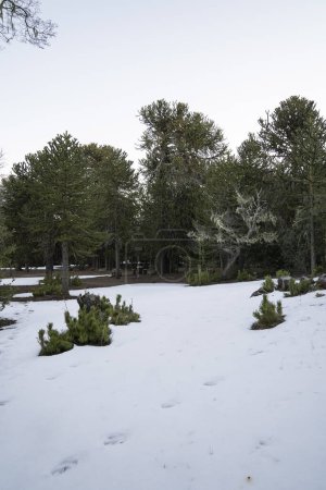 Téléchargez les photos : Vue fascinante sur la forêt en hiver. Le champ de neige et les beaux Araucaria araucana poussant dans les bois. - en image libre de droit