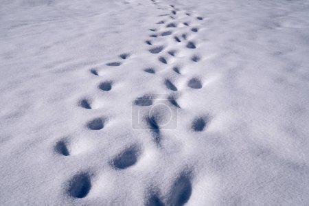 Téléchargez les photos : Pistes de pieds dans la neige blanche. - en image libre de droit