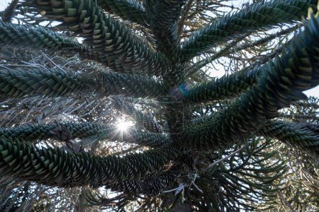 Téléchargez les photos : Vue d'un Araucaria araucana, également connu sous le nom de Singe Puzzle Tree, beau feuillage de feuilles vertes et soleil caché créant une fusée éclairante. - en image libre de droit