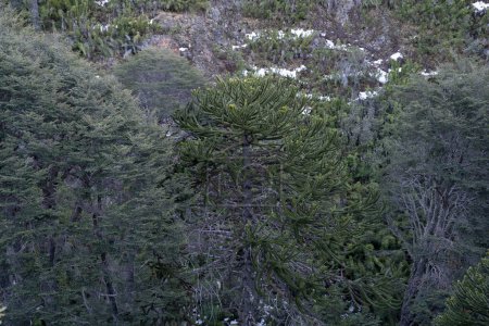 Téléchargez les photos : Fond forestier. Vue sur la belle texture et le motif de la flore de Patagonie. Araucaria araucana et Nothofagus dombeyi. - en image libre de droit