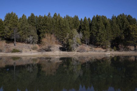 Foto de El bosque de pinos se refleja en el agua del lago en un día soleado. La orilla y el cielo azul. - Imagen libre de derechos