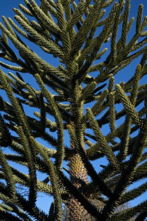 Photo for Exotic flora. Closeup view of an Araucaria araucana, also known as Monkey Puzzle Tree, branches and green leaves beautiful texture and pattern, under a blu sky. - Royalty Free Image