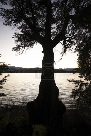 Téléchargez les photos : La forêt à la tombée de la nuit. Vue sur un tronc d'arbre silhouette sombre, le lac et les montagnes à l'horizon, au coucher du soleil. - en image libre de droit