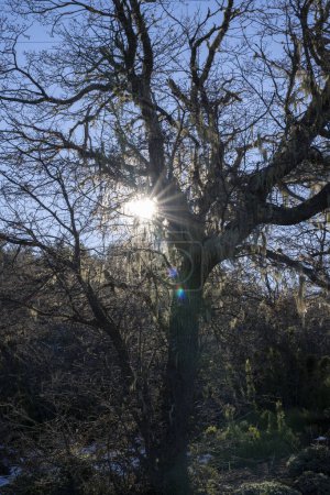 Foto de El bosque en la Patagonia en otoño. Vista de un árbol sin hojas cubierto de líquenes al atardecer. El sol escondido crea una hermosa llamarada de lente. - Imagen libre de derechos