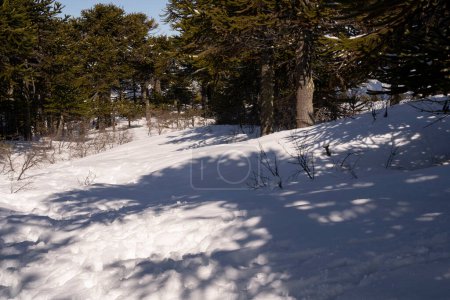 Téléchargez les photos : Paysage hivernal. Vue sur la forêt d'Araucaria araucana et la neige dans les collines. - en image libre de droit