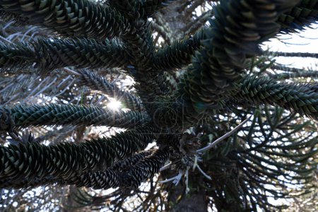Téléchargez les photos : Vue rapprochée d'un Araucaria araucana, également connu sous le nom de Singe Puzzle Tree, beau feuillage de feuilles vertes et soleil, créant une fusée éclairante. - en image libre de droit