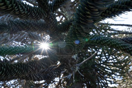 Téléchargez les photos : Vue rapprochée d'un Araucaria araucana, également connu sous le nom de Singe Puzzle Tree, beau feuillage de feuilles vertes et soleil, créant une fusée éclairante. - en image libre de droit