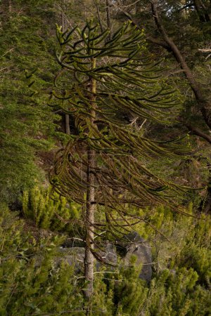 Téléchargez les photos : Des plantes forestières. Vue rapprochée d'un Araucaria araucana, également connu sous le nom de Singe Puzzle Arbre, branches et feuilles vertes belle texture et motif. - en image libre de droit