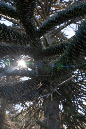 Téléchargez les photos : Patagonie florale. Vue rapprochée d'un Araucaria araucana, également connu sous le nom de Singe Puzzle Tree, beau feuillage de feuilles vertes et soleil, créant une fusée éclairante. - en image libre de droit