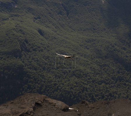 Foto de Vista de un cóndor andino, Vultur gryphus, sobrevolando el bosque y las colinas. - Imagen libre de derechos