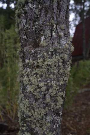 Téléchargez les photos : Texture naturelle. Vue rapprochée de Nothofagus dombeyi, également connu sous le nom de Cohiue, tronc d'arbre avec lichen qui pousse dessus. - en image libre de droit