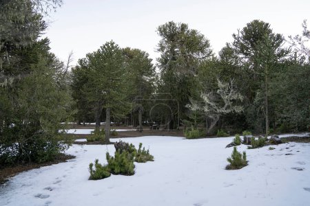 Téléchargez les photos : Vue fascinante sur la forêt en hiver. Le champ de neige et les beaux Araucaria araucana poussant dans les bois. - en image libre de droit