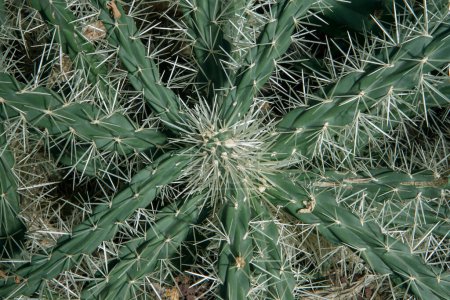 Téléchargez les photos : Cactus. Gros plan d'un Cylindropuntia tunicata, également connu sous le nom de Cholla gainée, belle texture foliaire de feuilles vertes et d'épines blanches. - en image libre de droit