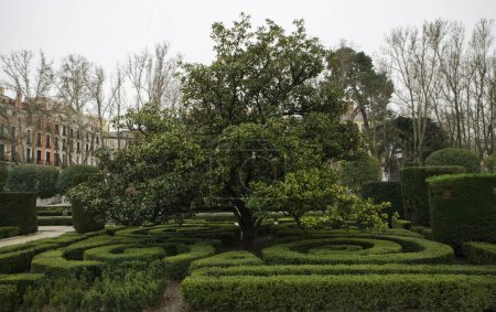 Photo for Green space. European garden and landscaping in the city. View of a tree and Buxus sempervirens, also known as Common Boxwood, labyrinth design in the urban park. - Royalty Free Image