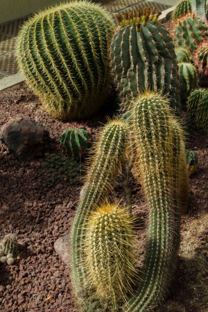 Photo for Exotic flora. Beautiful cactus Echinopsis bruchii, with yellow spines, growing in the garden. Other sculptural cacti such as Echinopsis grusonii, Ferocactus pilosus and townsendianus too. - Royalty Free Image