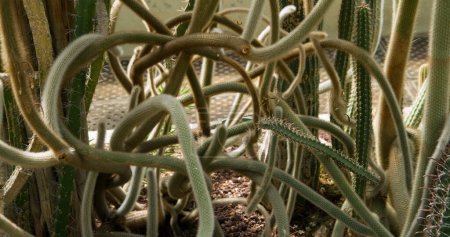 Foto de Flora nativa de Sudamérica. Vista de cerca de un Cleistocactus jujuyensis espinoso. Hermoso follaje y textura. - Imagen libre de derechos