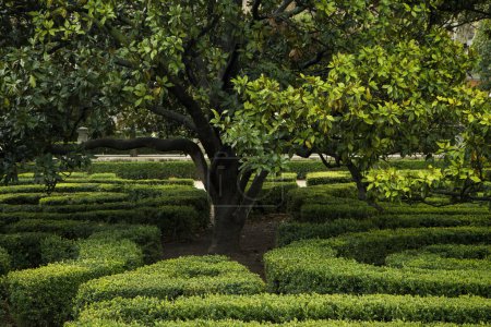 Photo for Garden and landscaping. Closeup view of a tree and the Buxus sempervirens, also known as Common Box, labyrinth design in the park. - Royalty Free Image
