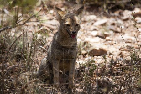 Téléchargez les photos : La faune. Vue rapprochée d'un renard gris, Lycalopex gymnocercus, reposant dans le désert aride. - en image libre de droit