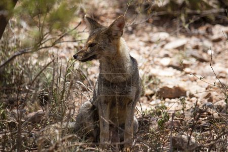 Téléchargez les photos : La faune. Vue rapprochée d'un renard gris, Lycalopex gymnocercus, reposant dans le désert aride. - en image libre de droit