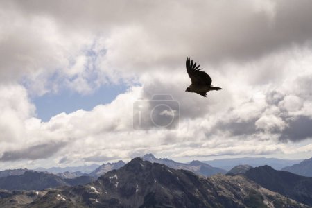 Foto de Vista de un cóndor andino, Vultur gryphus, volando sobre las montañas de la cordillera de los Andes bajo un hermoso cielo con nubes. - Imagen libre de derechos