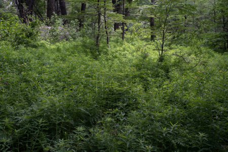 Téléchargez les photos : Fond forestier. Vue sur les arbres et la végétation luxuriante dans le bois de montagne. - en image libre de droit