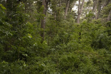 Téléchargez les photos : Patagonie végétation. Vue sur les tiges vertes de Chusquea culeou, également connues sous le nom de Colihue, et les arbres Nothofagus dombeyi, également connus sous le nom de Cohiue, poussant dans la forêt. - en image libre de droit