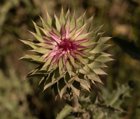 Floral. Top view of Cirsium vulgare purple flowers blooming in the field.