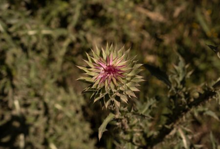 Téléchargez les photos : Floral. Vue du dessus du Cirsium vulgare fleurs pourpres fleurissant dans le champ. - en image libre de droit