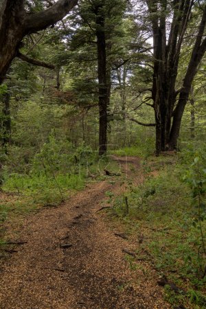 Téléchargez les photos : Trekking dans les bois. Vue du sentier à travers la forêt verte. - en image libre de droit