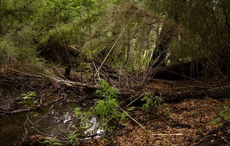 Téléchargez les photos : Ruisseau d'eau douce coulant à travers la forêt. - en image libre de droit