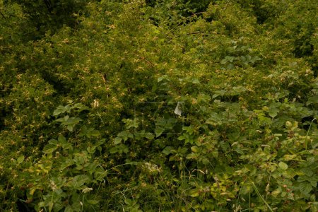 Foto de Flora. Vista de Rosa rubiginosa, también conocida como Rosa mosqueta, follaje de hojas verdes, creciendo en el bosque. - Imagen libre de derechos