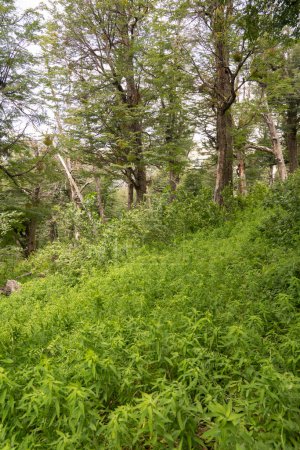 Téléchargez les photos : Randonnée dans la forêt de montagne par une journée ensoleillée. Belle texture et motif de végétation verte. - en image libre de droit