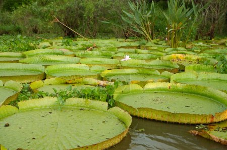 Exotic South American aquatic plants. Closeup view of Victoria regia colony, also known as Giant Amazon water lily, large round floating leaves, growing in the river shallows.