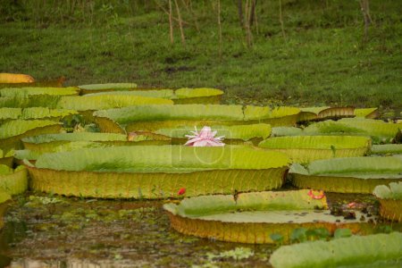 Foto de Plantas acuáticas exóticas sudamericanas. Vista de la colonia Victoria regia, también conocida como Lirio de agua gigante del Amazonas, grandes hojas flotantes redondas y grandes flores de pétalos rosados. - Imagen libre de derechos