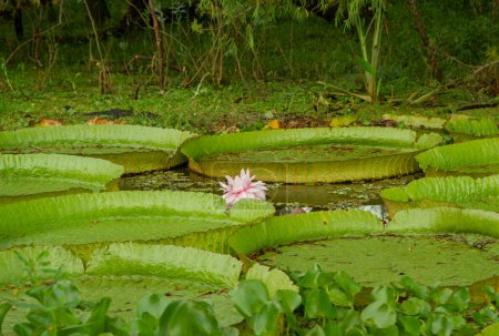 Foto de Plantas acuáticas exóticas sudamericanas. Vista de la colonia Victoria regia, también conocida como Lirio de agua gigante del Amazonas, grandes hojas flotantes redondas y grandes flores de pétalos rosados. - Imagen libre de derechos