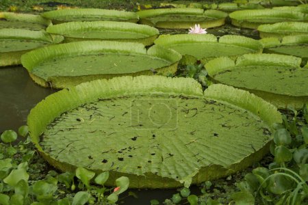 Foto de Nenúfares gigantes, Victoria cruziana, con grandes hojas redondas flotando en el río. - Imagen libre de derechos