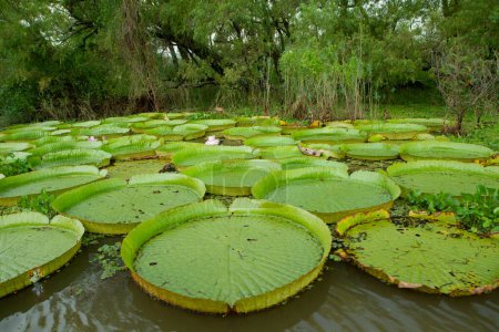 Photo for Exotic South American aquatic plants. View of Victoria regia colony, also known as Giant Amazon water lily, large round floating leaves, growing in the river shallows. - Royalty Free Image
