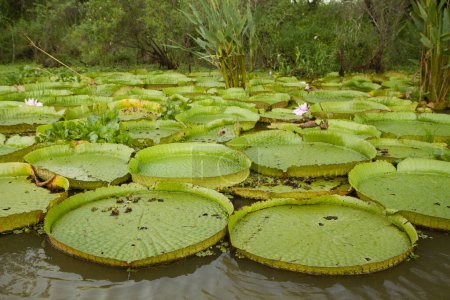 Plantes aquatiques. Vue de la région de Victoria, également connue sous le nom de nénuphars amazoniens géants, grandes feuilles rondes flottantes, poussant dans les eaux peu profondes de la rivière.