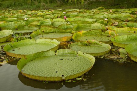 Photo for Exotic South American aquatic plants. View of Victoria regia colony, also known as Giant Amazon water lily, large round floating leaves, growing in the river shallows. - Royalty Free Image