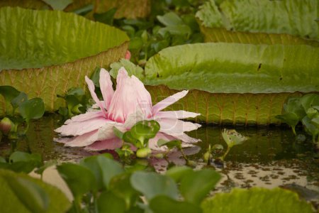 Photo for Exotic South American aquatic plants. Closeup view of Victoria cruziana also known as Giant Amazon Water Lily, large round, green, floating leaves and pink flower blooming in the river. - Royalty Free Image