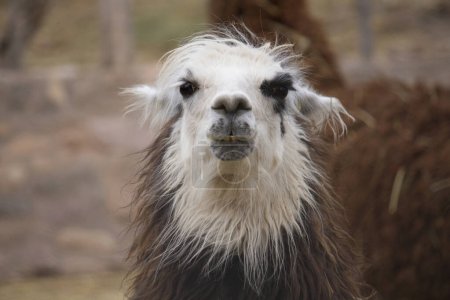 Die Tierwelt der Anden. Porträt eines Lamas in Gefangenschaft. Sein braunes und weißes Fell, langer Hals, Ohren und Schnauze.