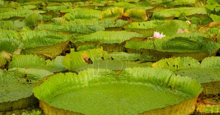Photo for Exotic aquatic plants. Flora. Giant water lilies, Victoria cruziana, in natural habitat. Big round green leaves floating in the calm river. - Royalty Free Image