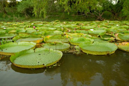 Exotic South American aquatic plants. View of Victoria cruziana colony, also known as Giant Amazon water lily, large round floating leaves, growing in the river shallows.