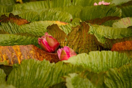 Foto de Flora exótica. Vista de cerca de Victoria cruziana, también conocida como lirio de agua gigante, grandes hojas verdes flotantes y flores rosadas que florecen en el río. - Imagen libre de derechos