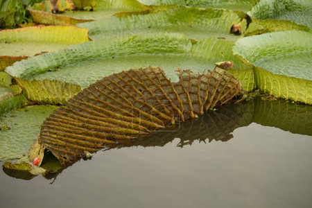 Foto de Flora acuática exótica. Vista de cerca de Victoria cruziana, también conocida como Royal Water Lily, gran hoja verde en la parte inferior con muchos nervios, flotando en el río. - Imagen libre de derechos